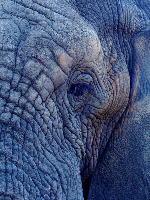 Portrait Old Elephant