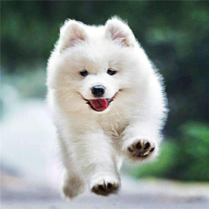 White Puppy Running
