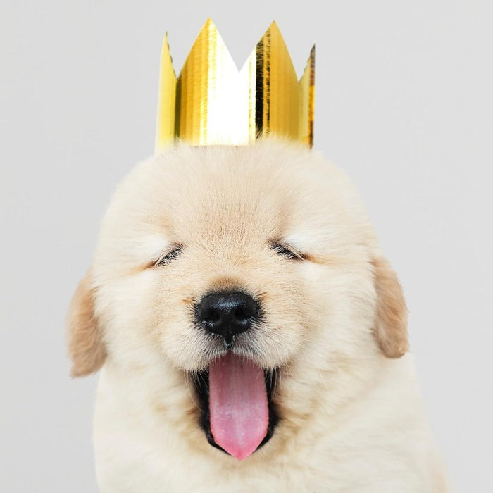 Puppy with Crown