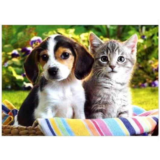 Puppy and Kitten Together