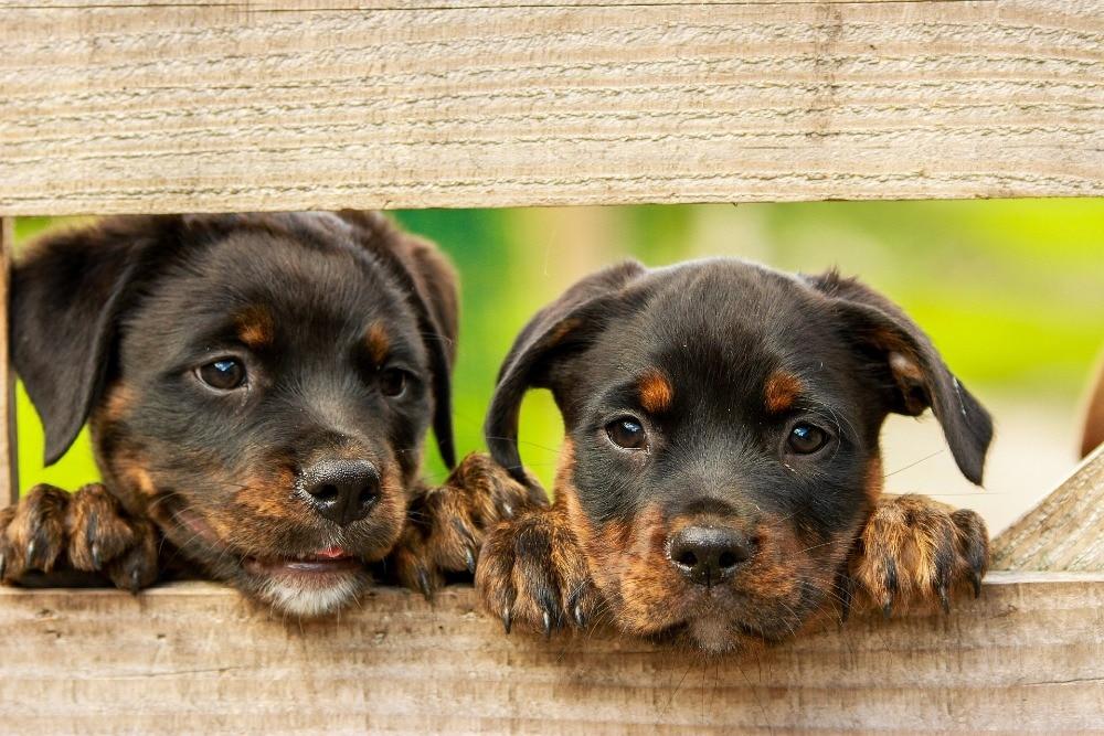 Curious Puppies