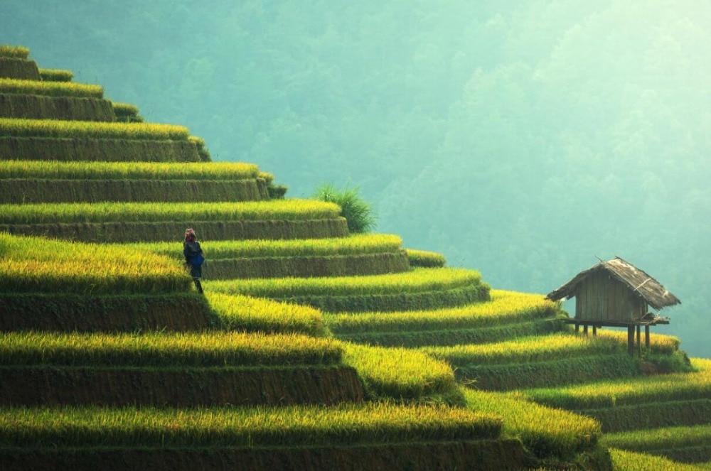 Rice Paddies in Asia