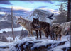Rocky Mountain Wolves
