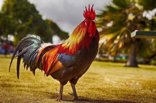 Rooster in the Field
