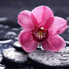 Load image into Gallery viewer, Pink Flower on Rocks
