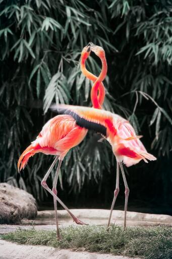Dancing Flamingos
