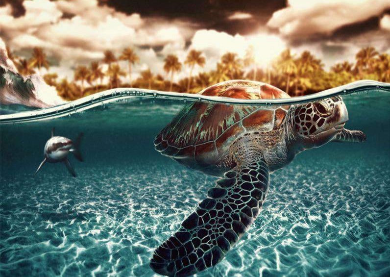 Turtle in Water