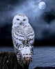 Snowy Owl in Moonlight