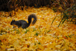 Squirrel on Yellow Leaves