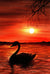 Swan in Lake