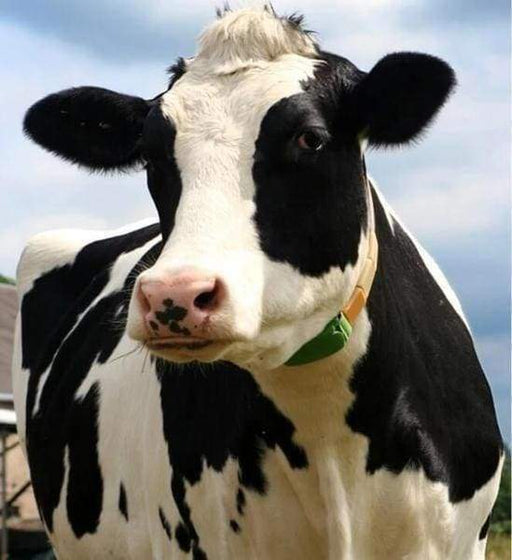 The Proud Cow