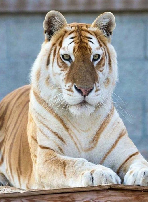 The Special Tiger