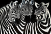 Load image into Gallery viewer, The Three Zebras