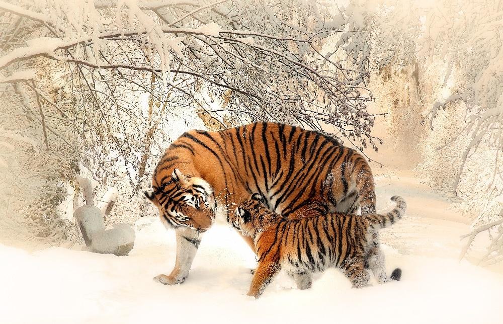 Tiger and Cubs