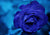 Blue Dewy Rose
