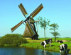 Windmill and Cows on the Water