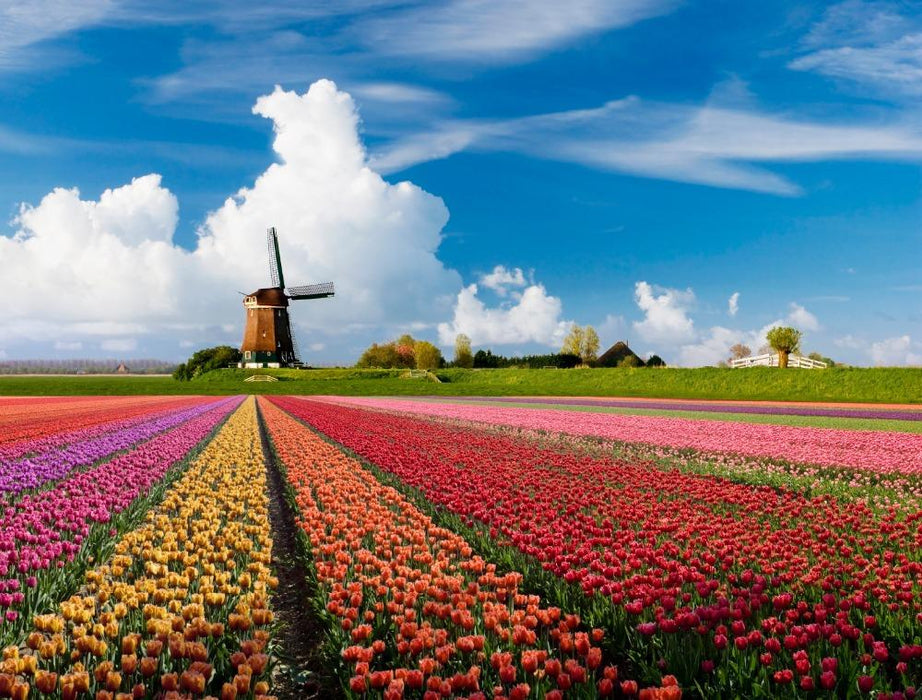 Windmill in Tulip Fields