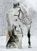 Wolf and Horse in Snow