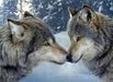 Wolves in Love