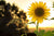 Sunflowers Early Morning