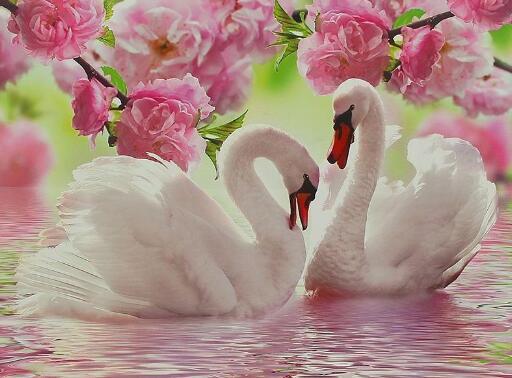 Swans with Pink Flowers