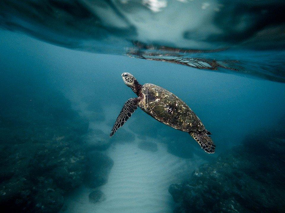 Turtle under Water
