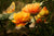 Butterfly Orange Flower