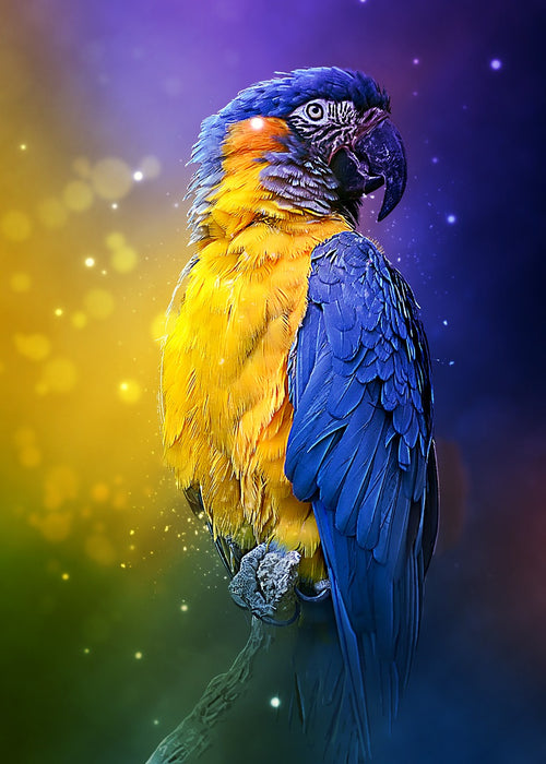 Dream Parrot