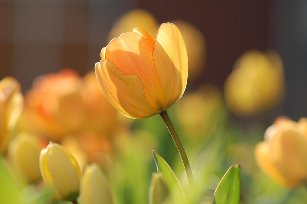 Spring Tulip Orange