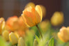 Load image into Gallery viewer, Spring Tulip Orange
