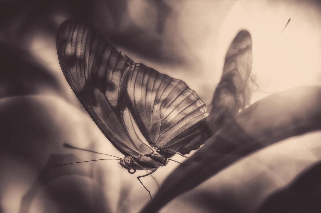 Butterfly Silhouette