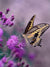 Nature Butterfly Purple