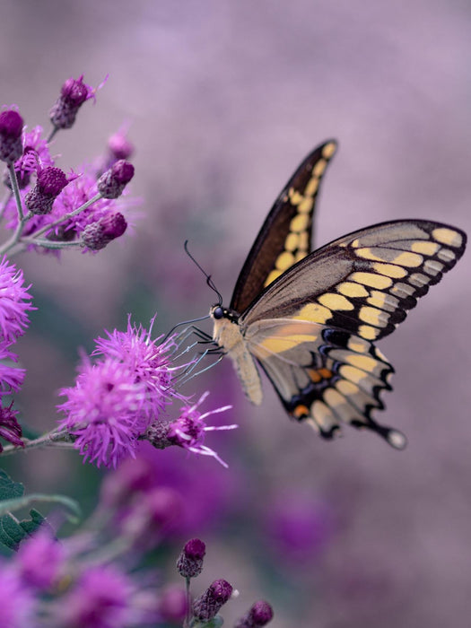 Nature Butterfly Purple