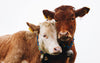Load image into Gallery viewer, The Hugging Cows