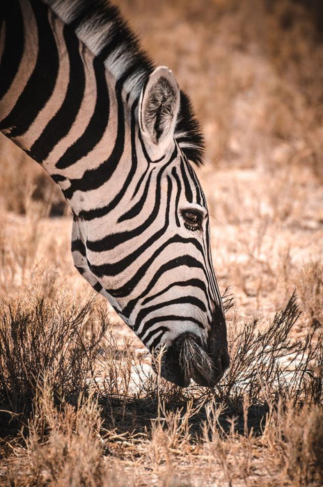 Zebra Savanna