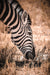 Zebra Savanna