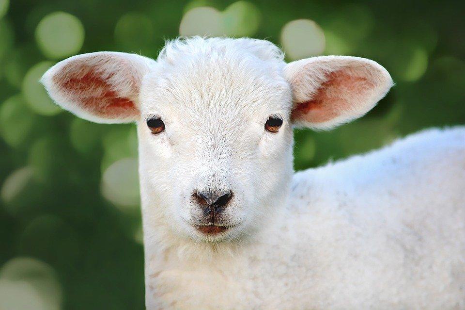 The Sweet little Lamb