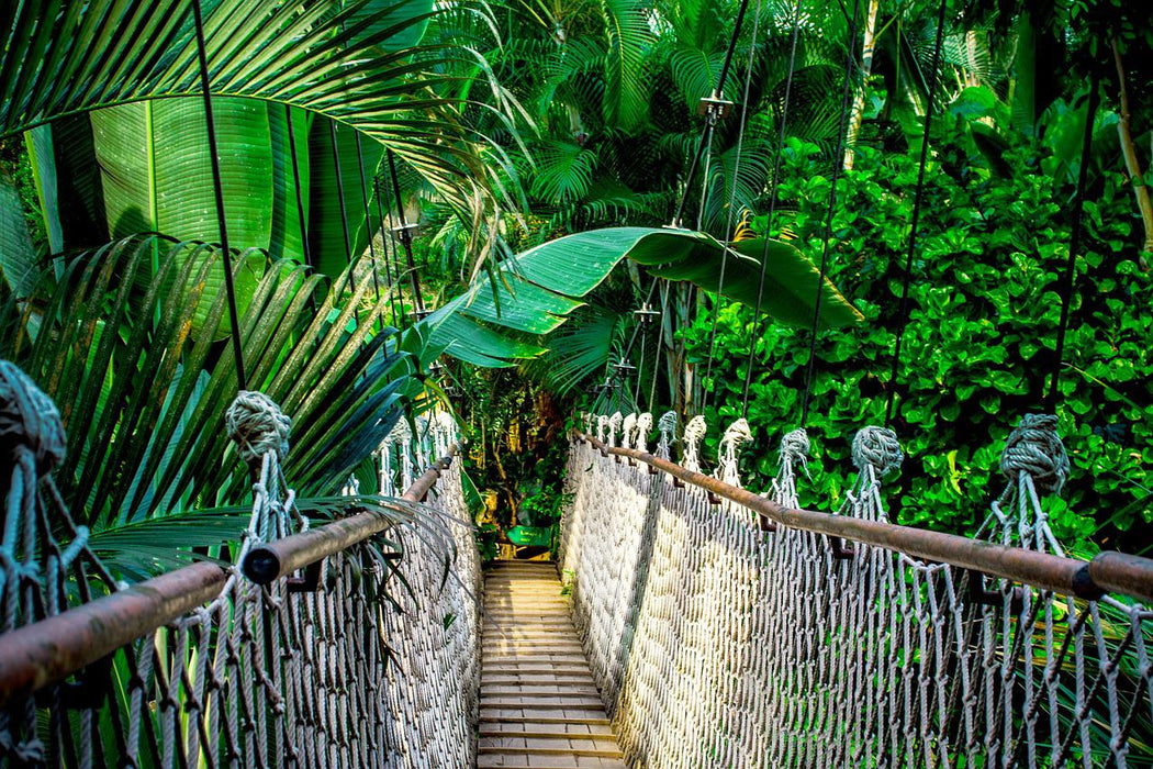 Footbridge in the Jungle