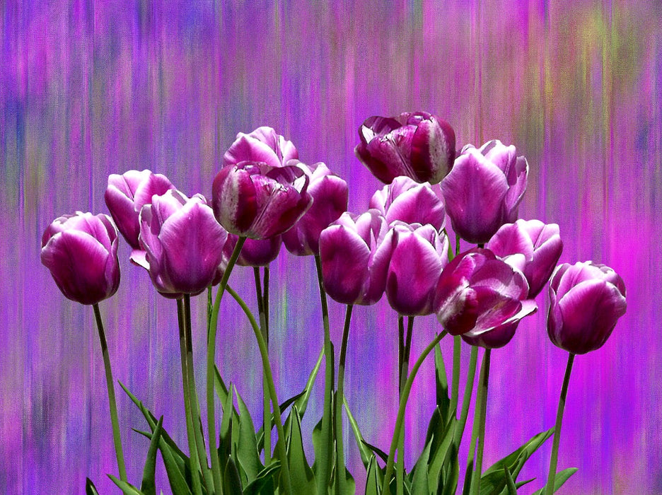 The Purple Tulips