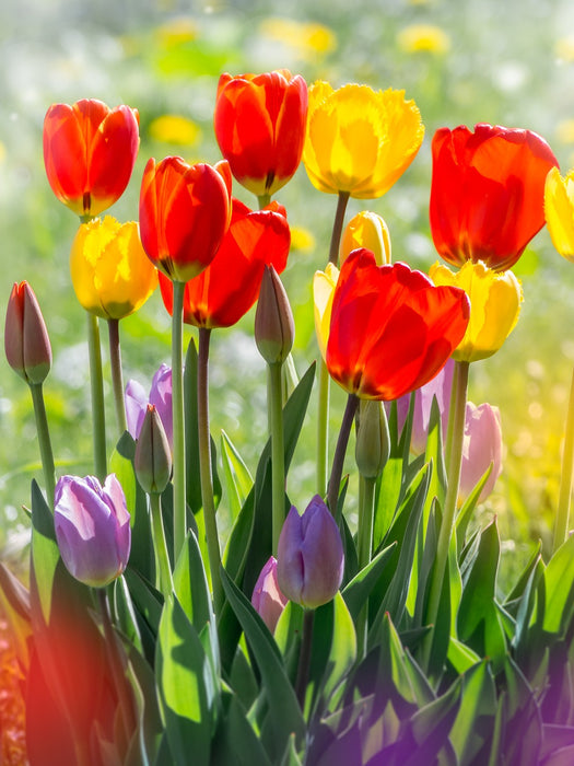 Tulips in the Sun