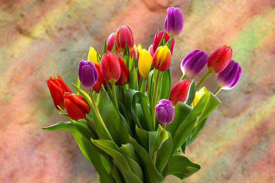 Colourful Tulips