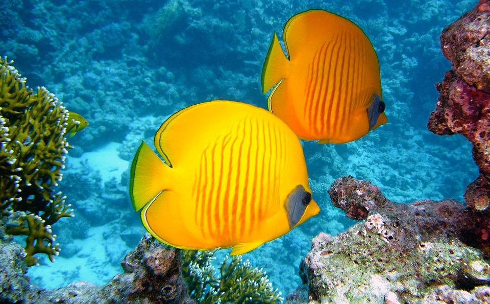 Orange and Yellow Fish